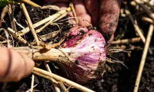 Main d'un jardinier déterrant une belle tête d'ail violette, prête pour la récolte.