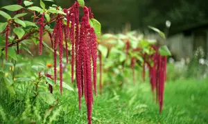 Grappes de fleurs d'amarante rouge vif tombant gracieusement dans un jardin verdoyant.