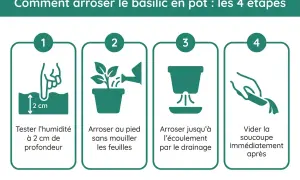 Guide en 4 étapes pour l'arrosage du basilic en pot : tester l'humidité, arroser au pied, jusqu'à écoulement, vider la soucoupe.