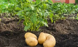 Des pommes de terre fraîchement récoltées, prêtes à être cuisinées, reposent sur la terre au pied d'un plant de pommes de terre verdoyant.