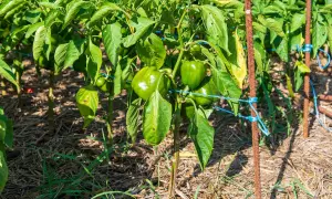 Un plant de poivron vert, bien chargé de fruits, est soutenu par des tuteurs rouillés et des liens bleus.