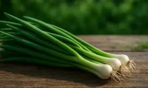 Trois oignons nouveaux aux racines fines reposent sur un bois vieilli, prêts pour le semis ciboulette.