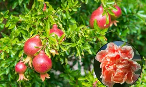 Un grenadier porte des fruits rouges et une fleur orangée. L'idée de planter un grenadier pour ses fruits et sa beauté.