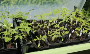 Jeunes plants de tomates dans leurs godets, attendant le bon moment entre semis et repiquage.
