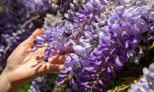 Main d'une personne effleurant une cascade de fleurs de glycine violettes, capturant la beauté de la taille glycine.