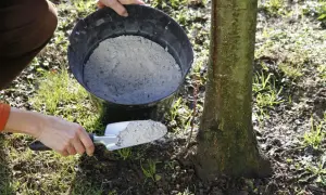 Une main utilise une pelle pour prélever de la cendre de bois dans un seau, prête à fertiliser la base d'un jeune arbre.