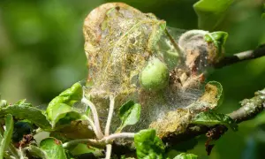Chenille pommier : un cocon de soie abrite une jeune chenille verte. Un traitement naturel est nécessaire pour protéger l'arbre.