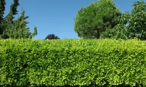 Un magnifique type de haie verte et dense, avec des arbres et un ciel bleu en arrière-plan.