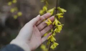 Main d'une personne effleurant délicatement une branche de forsythia bouture, ses fleurs jaunes éclatantes annonçant le printemps.