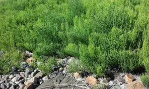 Un champ dense de prêle des champs aux tiges vertes et fines, poussant parmi des pierres et du bois.