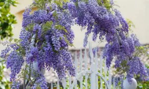 Cascades de fleurs violettes d'un arbre glycine enjambant une élégante clôture blanche.