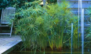 Un jardin paisible avec une plante papyrus luxuriante au bord d'un étang, une chaise en bois à proximité.