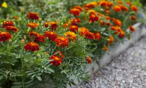 Un parterre de fleurs d'oeillet d'inde potager aux couleurs vives, rouge et orange, bordant un chemin de gravier.