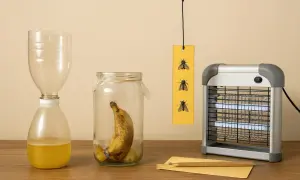 Un piège à mouche maison avec une bouteille coupée et un bocal contenant une banane. Une lampe anti-insectes est à côté.