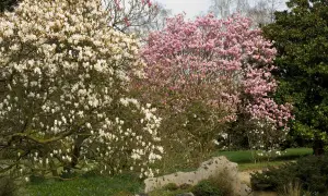 Magnolias en fleurs, un arbre fleuri blanc à gauche, un arbre fleuri rose au centre, et un grand arbre vert à droite.