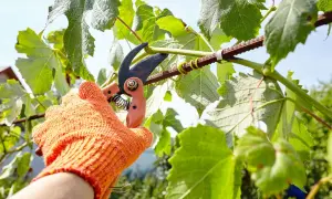 Main dans un gant orange, une cisaille coupe une branche de vigne. C'est le moment du cours taille de la vigne.