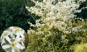 Gros plan sur des fleurs blanches d'un arbre méditerranéen en pleine floraison.
