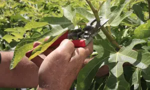 Main d'un jardinier utilisant un sécateur pour la taille d'un figuier, entouré de grandes feuilles vertes.
