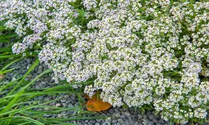 Un tapis de petites fleurs blanches, des alysse fleur, contraste avec le gravier gris et l'herbe verte.