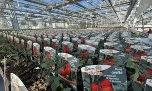 Vaste plantation de tomates greffées sous serre, prêtes à être vendues.