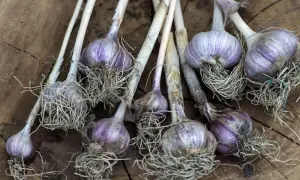 Ail rose fraîchement récolté, ses bulbes violets et ses racines aériennes sur fond de bois. Une belle plantation d'ail rose.
