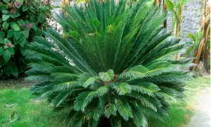 Un cycas revoluta en pleine terre, avec ses feuilles vertes luxuriantes formant une couronne dense. Il est entouré d'herbe verte et d'autres plantes.