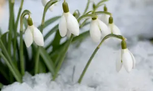Des perce-neige blancs et délicats émergent de la neige, annonçant le retour du printemps.