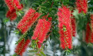 Fleurs rouges vives de rince bouteille, ressemblant à des brosses, sur fond vert flou.