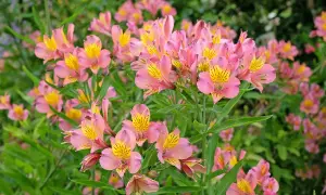 Un parterre d'alstroemeria vivace aux fleurs roses et jaunes, aux pétales délicats striés de noir, s'épanouit sous le soleil.