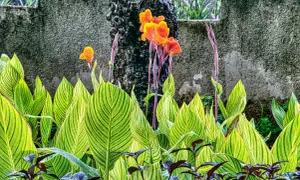 Feuilles vertes et jaunes rayées d'une plante canna, avec des fleurs orange vif et des tiges pourpres se dressant derrière.