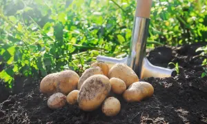 Des pommes de terre fraîchement récoltées dans la terre, avec une pelle à proximité. Idéal pour savoir que planter à côté des pommes de terre.