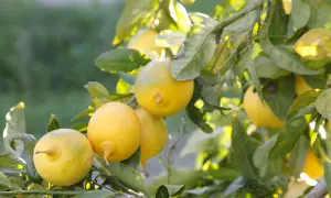 Citrons jaunes mûrs sur une branche, prêts à être récoltés. Une belle bouture citronnier promet de futurs fruits.
