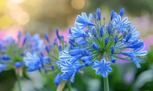 Magnifique agapanthe en pleine floraison, ses grappes de fleurs bleues éclatantes captivent le regard sous un doux soleil.