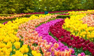 Un magnifique jardin de tulipes aux couleurs vives : jaune, rose, orange et rouge s'étendent en rangées ondulantes sous un feuillage verdoyant.