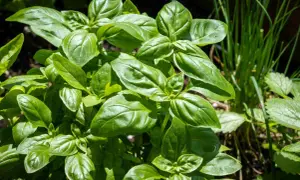 Gros plan sur une plante basilic aux feuilles vertes et brillantes, prête à parfumer vos plats.