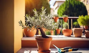 Un olivier petite taille en pot, prêt à être taillé, avec des ciseaux de jardinage à proximité.