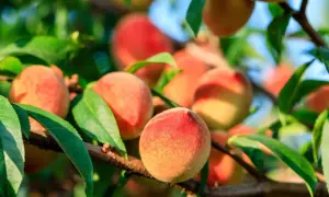 Gros plan sur des pêches mûres, prêtes à être cueillies, sur une branche d'arbre. Le soleil illumine la peau veloutée de ces fruits, annonçant la douceur de la pêche de vigne.