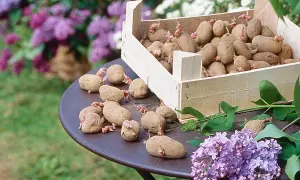 Une caisse en bois déborde d'une variété de pommes de terre germées, certaines posées sur une table avec des fleurs de lilas.