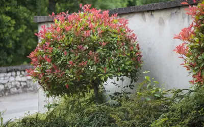 Un arbuste photinia aux feuilles rouges et vertes, taillé en boule, se dresse près d'un mur en béton.