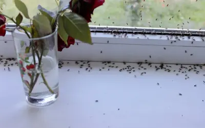 Une invasion de moucherons sur le rebord de fenêtre, près d'une rose fanée dans un verre. Comment se débarrasser des moucherons ?