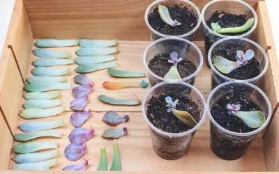 Des feuilles de plante grasse en attente de devenir de nouvelles boutures, certaines déjà en terre dans des gobelets.