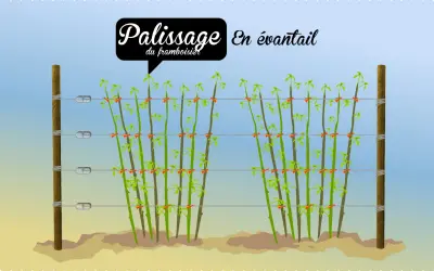 Illustration montrant le palissage en éventail d'un framboisier remontant. Les tiges sont attachées à des fils tendus entre deux poteaux.