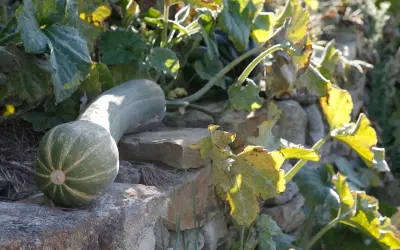 Une courge de Nice allongée repose sur des pierres, ses rayures vertes et blanches contrastant avec le feuillage doré et les murs en pierre.