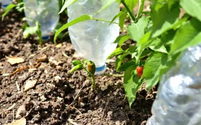 Petits poivrons verts et rouges poussent près de bouteilles en plastique utilisées pour l'arrosage.