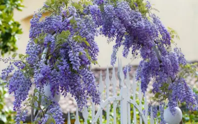 Cascades de fleurs violettes d'un arbre glycine enjambant une élégante clôture blanche.