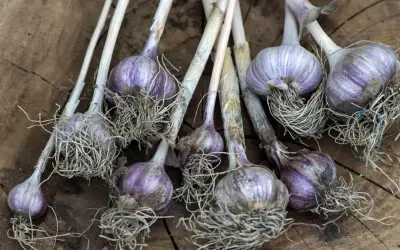 Ail rose fraîchement récolté, ses bulbes violets et ses racines aériennes sur fond de bois. Une belle plantation d'ail rose.