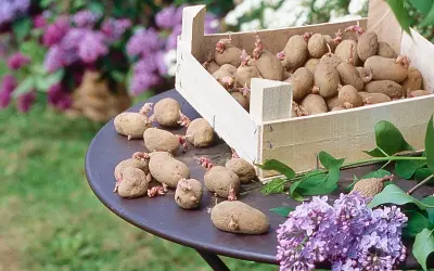 Une caisse en bois déborde d'une variété de pommes de terre germées, certaines posées sur une table avec des fleurs de lilas.