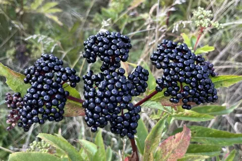Grappes de baies noires de sureau mûres sur fond flou de verdure.