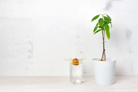 Un noyau d'avocat germe dans un verre d'eau, à côté d'un jeune plant d'avocat en pot. Le début d'une belle aventure pour faire pousser un avocat.