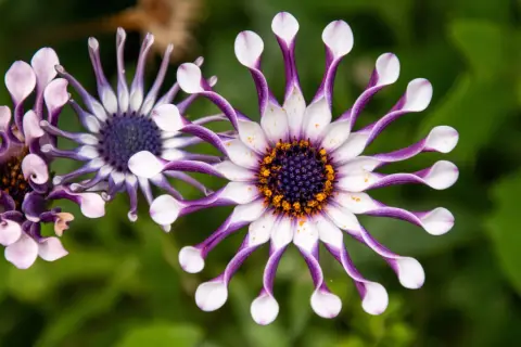Fleurs d'ostéospermum aux pétales blancs et violets, leur entretien est simple pour une floraison éclatante.